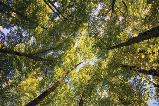 Beech woods of Abruzzo national park in autumn, Italy