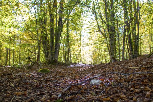 autumnal landscape of val fondillo  in Abruzzo national park, Italy