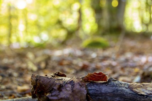 autumnal landscape of val fondillo  in Abruzzo national park, Italy