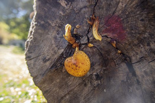 mushrooms growing in the woods of Abruzzo National Park