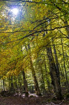 sunlight  filtering through tree branches in the autumnal landscape of val fondillo  in Abruzzo national park, Italy