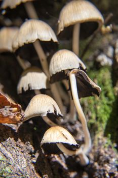 mushrooms growing in the woods of Abruzzo National Park