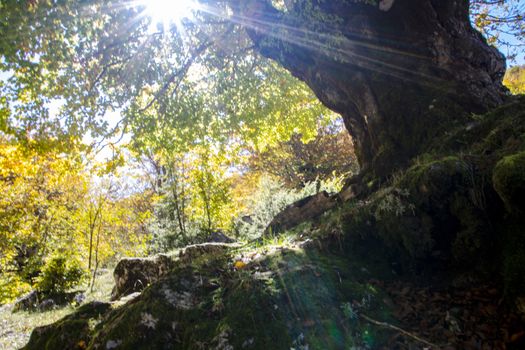 sunlight  filtering through tree branches in the autumnal landscape of val fondillo  in Abruzzo national park, Italy