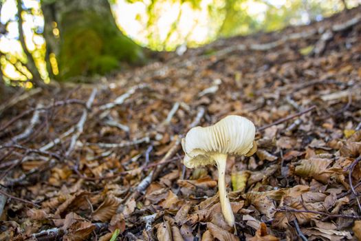 mushrooms growing in the woods of Abruzzo National Park