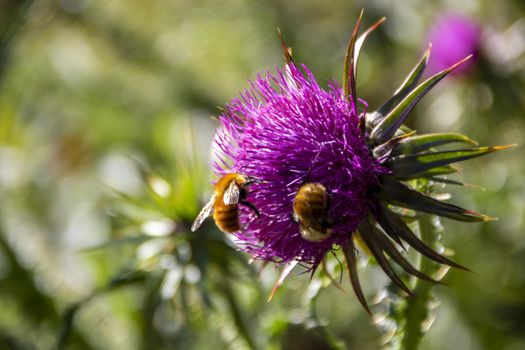 bee on a pink thistle in a field of Abruzzo National park, Italy