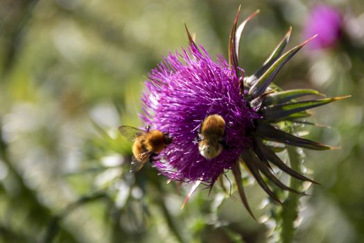 bee on a pink thistle in a field of Abruzzo National park, Italy