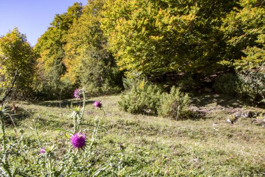 autumnal landscape of val fondillo  in Abruzzo national park, Italy