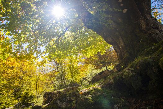 sunlight  filtering through tree branches in the autumnal landscape of val fondillo  in Abruzzo national park, Italy