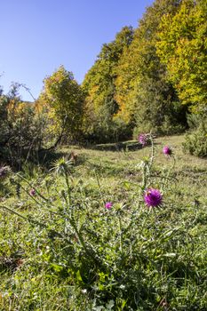 autumnal landscape of val fondillo  in Abruzzo national park, Italy