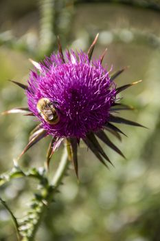 bee on a pink thistle in a field of Abruzzo National park, Italy