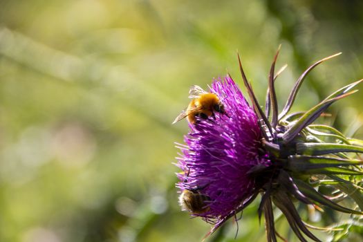 bee on a pink thistle in a field of Abruzzo National park, Italy