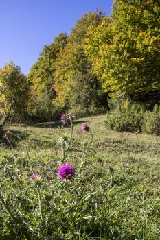 autumnal landscape of val fondillo  in Abruzzo national park, Italy