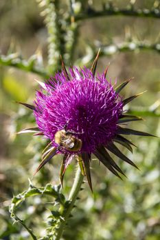 bee on a pink thistle in a field of Abruzzo National park, Italy