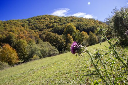 autumnal landscape of val fondillo  in Abruzzo national park, Italy