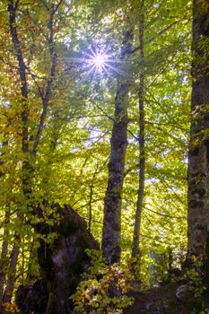 sunlight  filtering through tree branches in the autumnal landscape of val fondillo  in Abruzzo national park, Italy