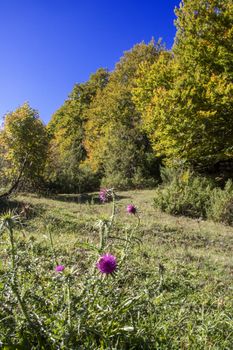 autumnal landscape of val fondillo  in Abruzzo national park, Italy