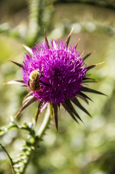 bee on a pink thistle in a field of Abruzzo National park, Italy