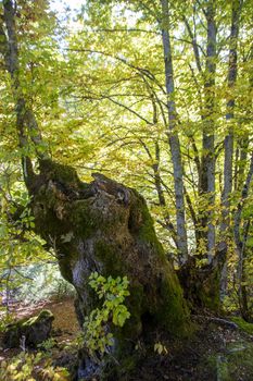 autumnal landscape of val fondillo  in Abruzzo national park, Italy