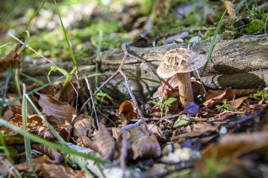 mushrooms growing in the woods of Abruzzo National Park