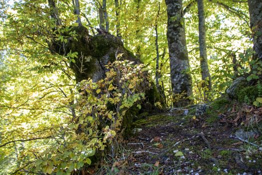 autumnal landscape of val fondillo  in Abruzzo national park, Italy