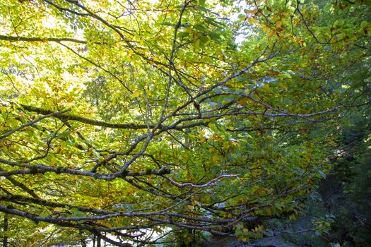 autumnal landscape of val fondillo  in Abruzzo national park, Italy