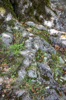 autumnal landscape of val fondillo  in Abruzzo national park, Italy