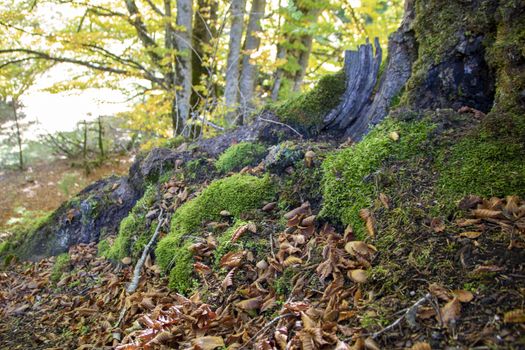 autumnal landscape of val fondillo  in Abruzzo national park, Italy