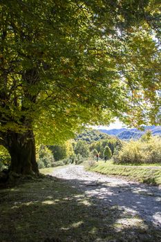 autumnal landscape of val fondillo  in Abruzzo national park, Italy