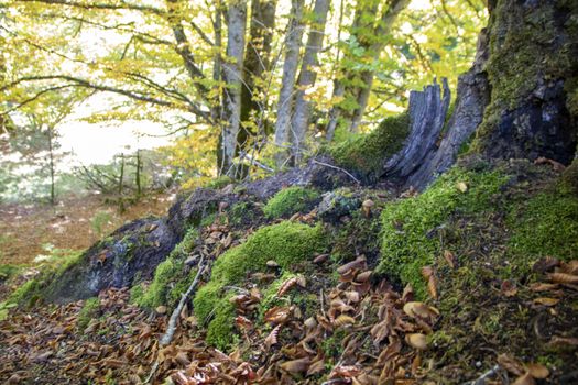 autumnal landscape of val fondillo  in Abruzzo national park, Italy