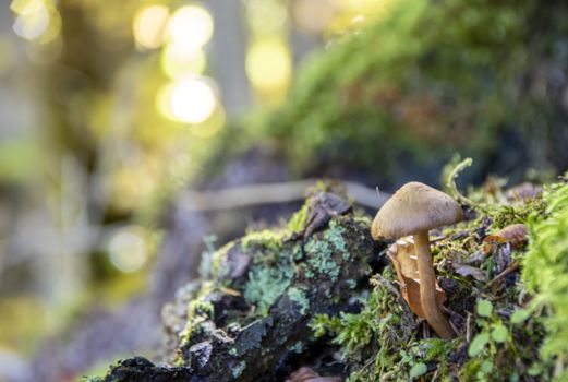 mushrooms growing in the woods of Abruzzo National Park
