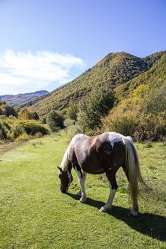 wild horses in Abruzzo National park