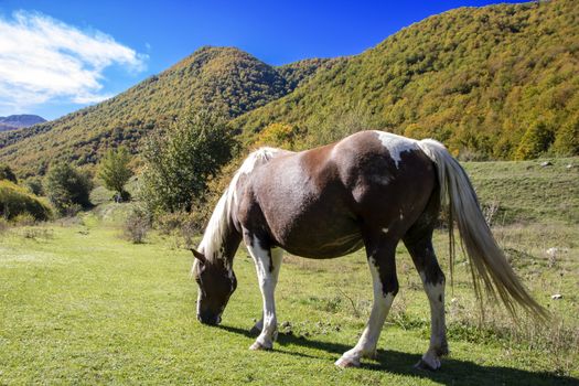wild horses in Abruzzo National park