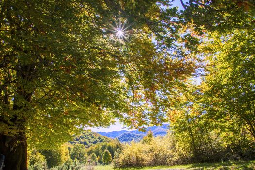 sunlight  filtering through tree branches in the autumnal landscape of val fondillo  in Abruzzo national park, Italy