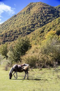 autumnal landscape of val fondillo  in Abruzzo national park, Italy