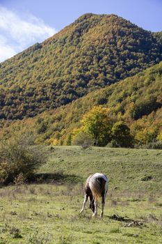 wild horses in Abruzzo National park