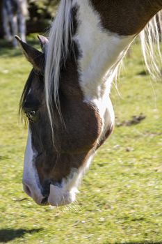 wild horses in Abruzzo National park