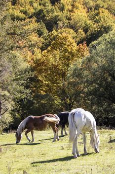 wild horses in Abruzzo National park