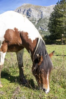 wild horses in Abruzzo National park