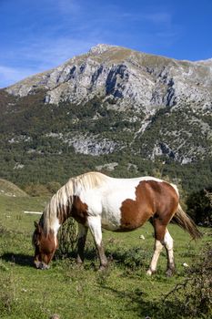 wild horses in Abruzzo National park