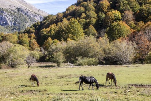 autumnal landscape of val fondillo  in Abruzzo national park, Italy