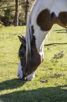 wild horses in Abruzzo National park