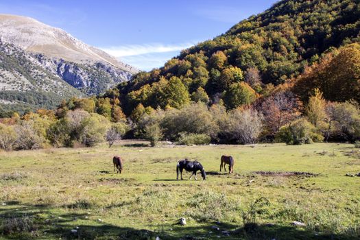 autumnal landscape of val fondillo  in Abruzzo national park, Italy
