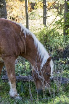 wild horses in Abruzzo National park