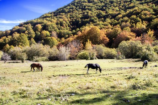 autumnal landscape of val fondillo  in Abruzzo national park, Italy