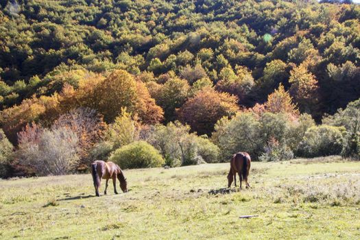 autumnal landscape of val fondillo  in Abruzzo national park, Italy