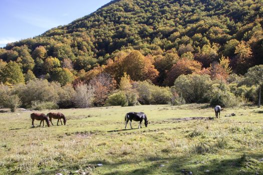 autumnal landscape of val fondillo  in Abruzzo national park, Italy