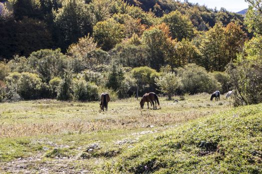 autumnal landscape of val fondillo  in Abruzzo national park, Italy