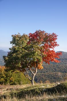 Half green and half red tree for autumnal foliage in Abruzzo National Park, Italy