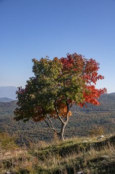 Half green and half red tree for autumnal foliage in Abruzzo National Park, Italy