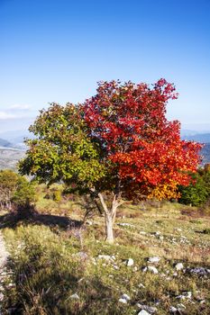 Half green and half red tree for autumnal foliage in Abruzzo National Park, Italy